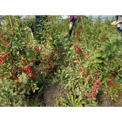 鈣果 農(nóng)大6號樹苗果樹苗木【郵政發(fā)貨、10棵起發(fā)貨】