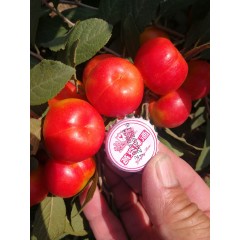 鈣果 農(nóng)大6號樹苗果樹苗木【郵政發(fā)貨、10棵起發(fā)貨】