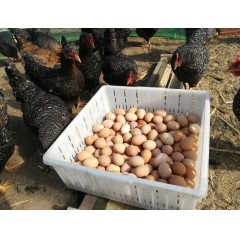 雞蛋農(nóng)家個(gè)人散養(yǎng)笨雞蛋